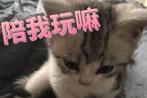 有哪些可爱的猫猫表情包？