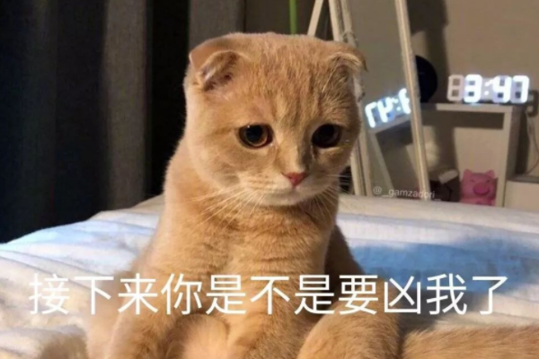 有哪些可爱的猫猫表情包？