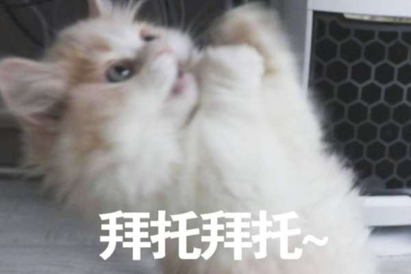 有哪些可爱的猫猫表情包？