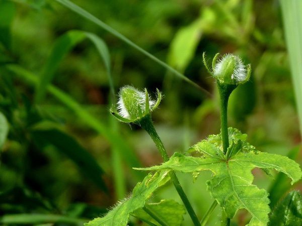 菜缺起黑初维胡染心紧里均芙蓉的介绍