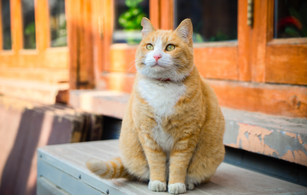 宠物店的橘猫多少钱一只?