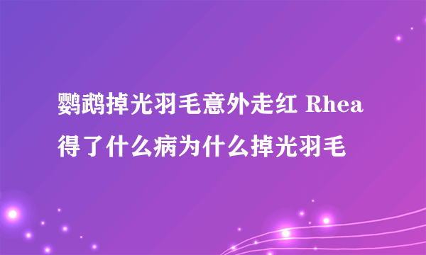 鹦鹉掉光羽毛意外走红 Rhea得了什么病为什么掉光羽毛