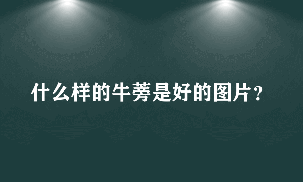 什么样的牛蒡是好的图片？