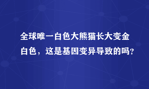 全球唯一白色大熊猫长大变金白色，这是基因变异导致的吗？