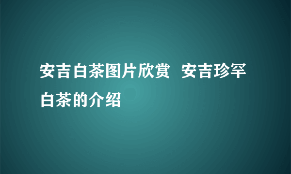 安吉白茶图片欣赏  安吉珍罕白茶的介绍