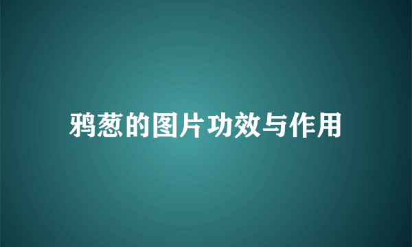 鸦葱的图片功效与作用