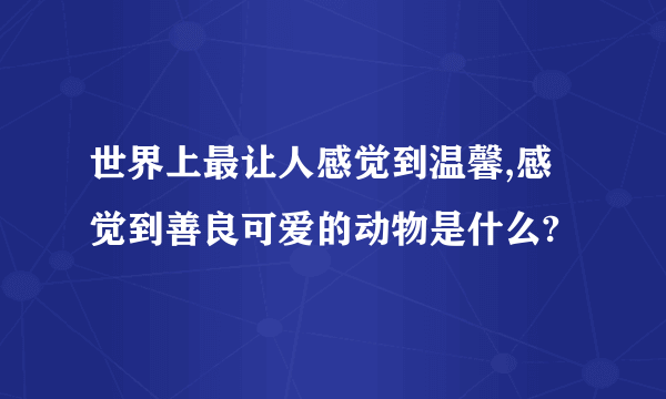 世界上最让人感觉到温馨,感觉到善良可爱的动物是什么?