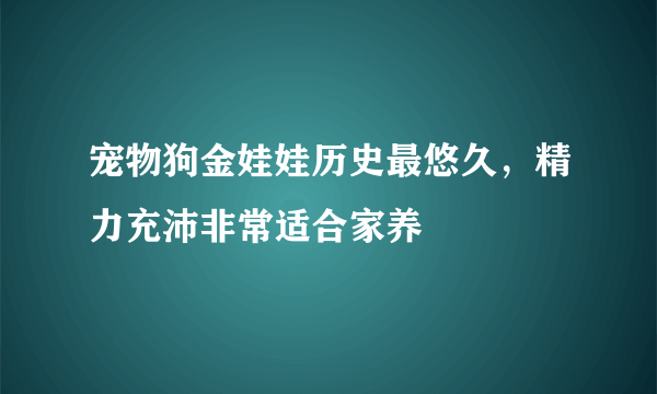 宠物狗金娃娃历史最悠久，精力充沛非常适合家养 