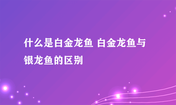 什么是白金龙鱼 白金龙鱼与银龙鱼的区别