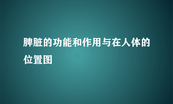 脾脏的功能和作用与在人体的位置图