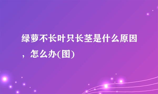 绿萝不长叶只长茎是什么原因，怎么办(图)