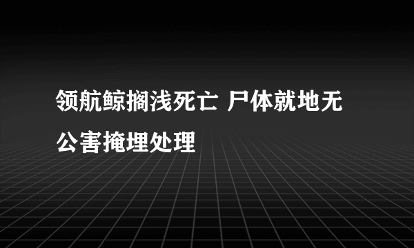 领航鲸搁浅死亡 尸体就地无公害掩埋处理